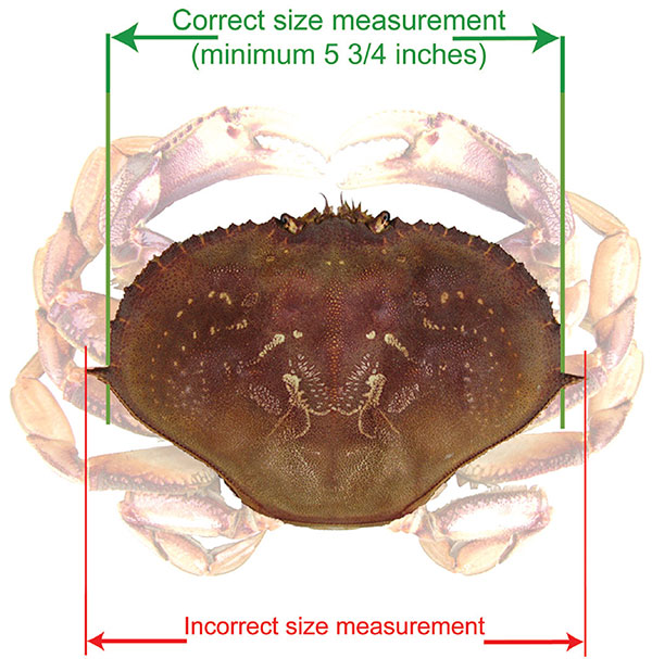 crab-proper-measurement