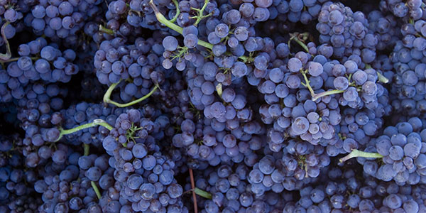 Pinot Grapes by Jamie Hooper