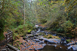 sweet-creek-falls-hiking-trail-by-sally-mcaleer